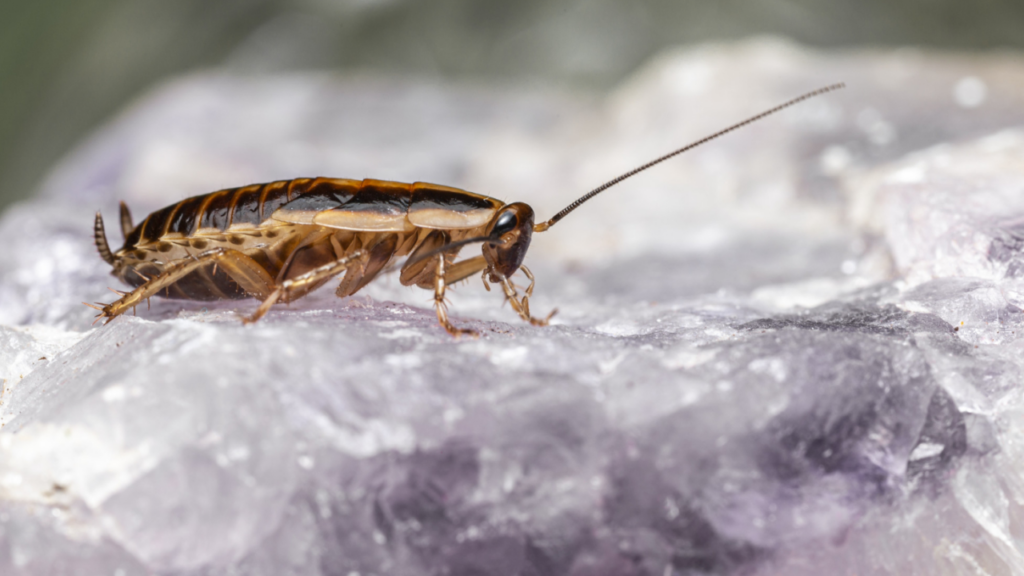 Cafards et blattes : les reconnaître, comprendre leur danger et s&rsquo;en débarrasser définitivement