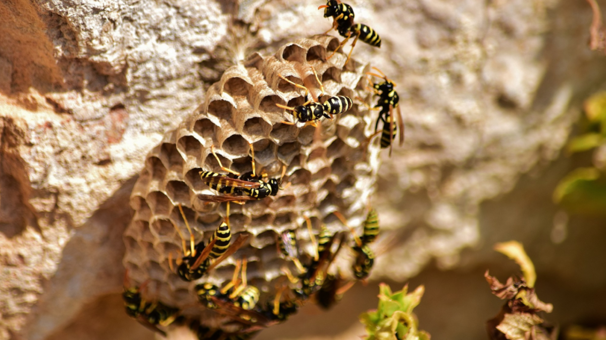Nids de guêpes et frelons dans le Pas-de-Calais