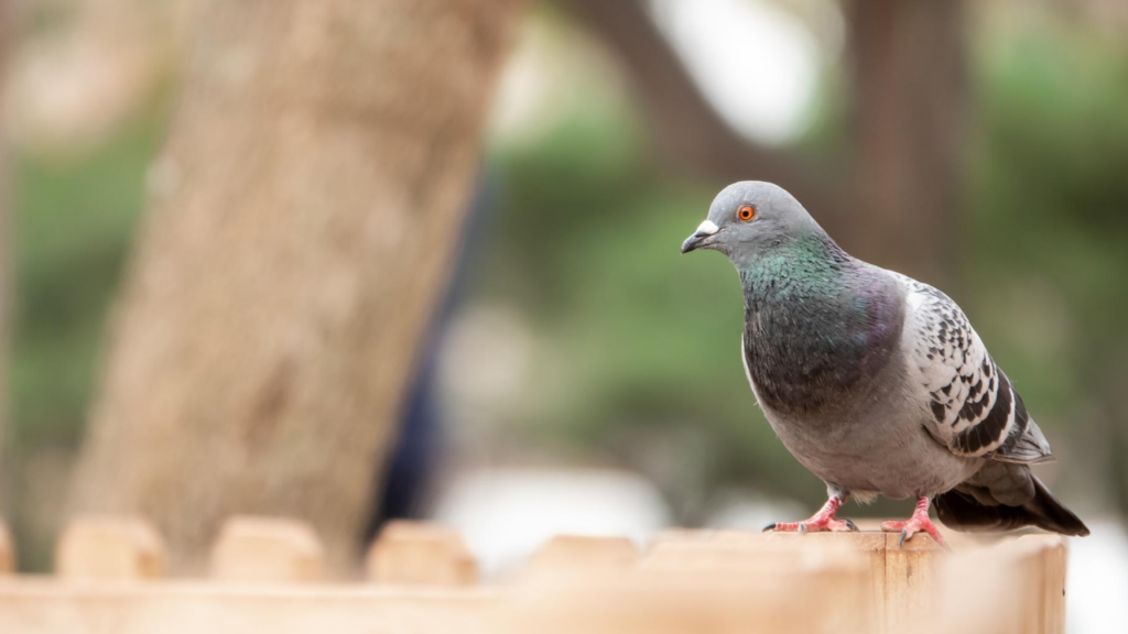 Pigeons dans le Pas-de-Calais : pourquoi leur présence pose problème et comment s&rsquo;en protéger durablement