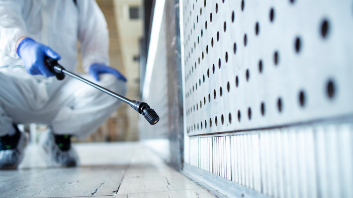 Punaises de lit : comment les reconnaître, les éliminer et éviter qu&rsquo;elles reviennent ?