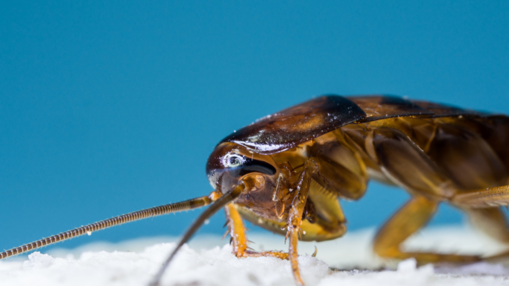 Cafards et blattes dans les appartements du Nord (59) : pourquoi ils prolifèrent et comment s&rsquo;en débarrasser