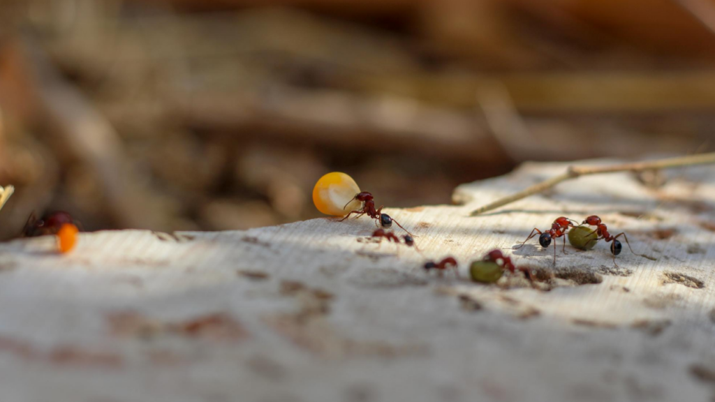 Invasion de fourmis dans la maison : pourquoi elles s&rsquo;installent et comment les éliminer dans le Nord