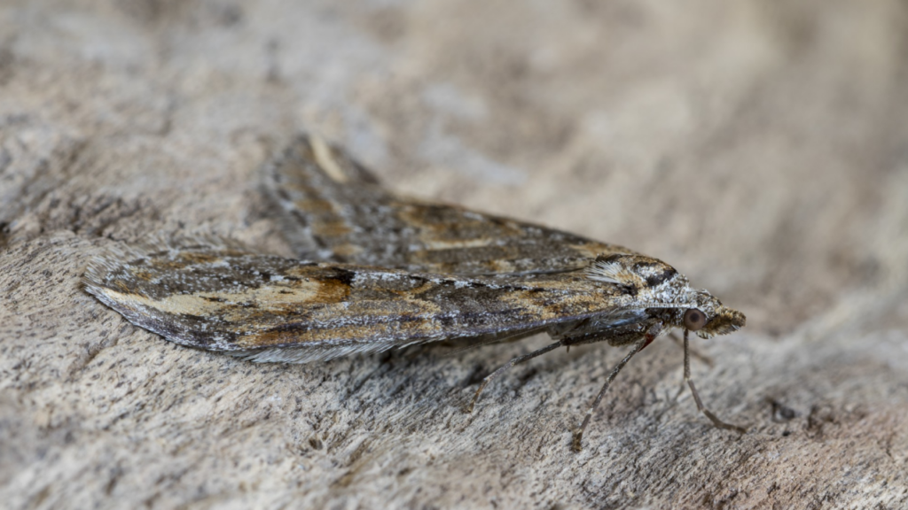 Mites alimentaires et mites textiles : identifier le problème et agir rapidement