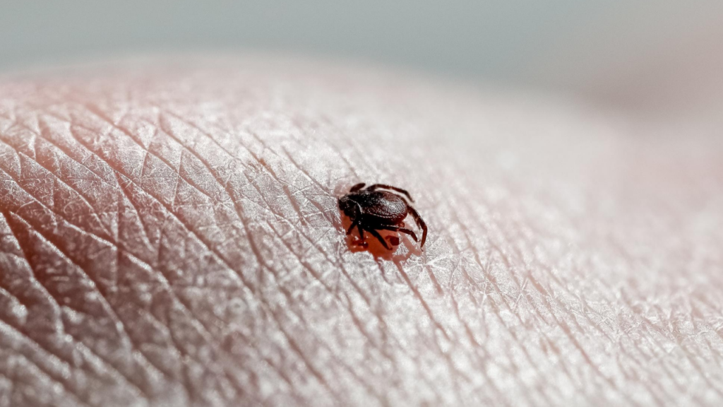 Puces dans la maison : comprendre l&rsquo;infestation et s&rsquo;en débarrasser efficacement