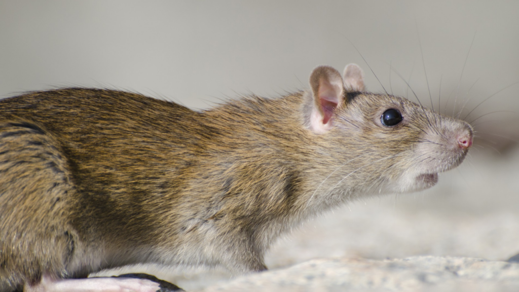 Rats et souris dans les maisons anciennes du Pas-de-Calais (62) : pourquoi ces logements sont vulnérables et comment les protéger
