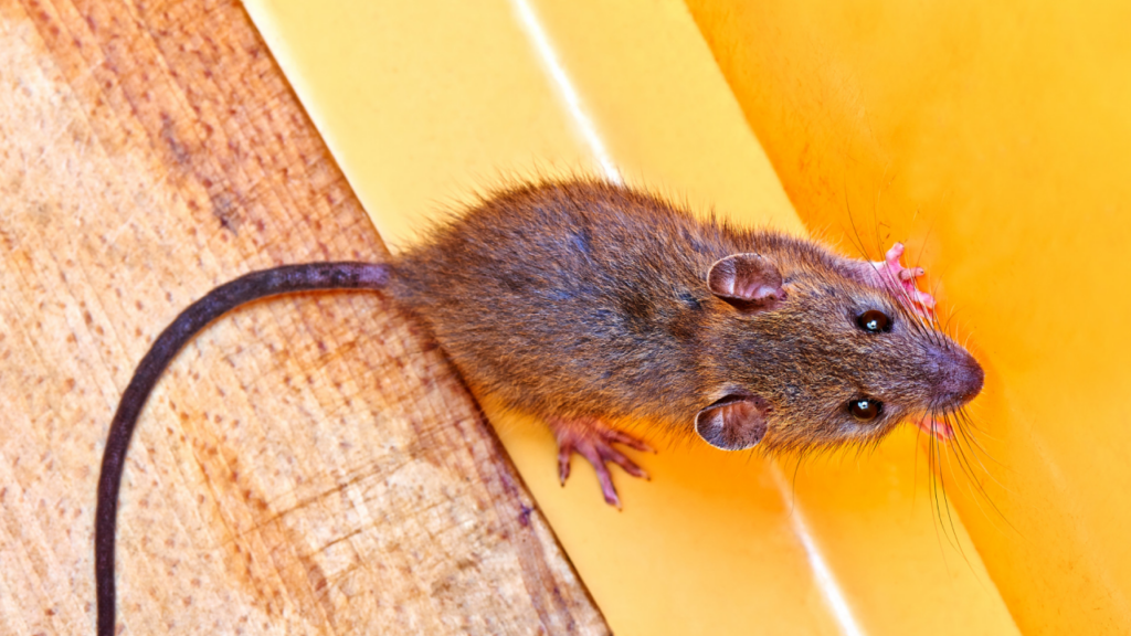 Rongeurs dans les commerces alimentaires du Nord (59) : obligations, risques et solutions durables