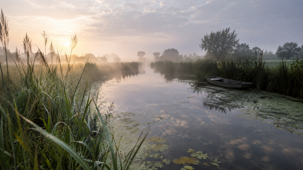 Moustiques dans le Pas-de-Calais : pourquoi la côte d&rsquo;Opale et les marais audomarois sont particulièrement concernés et comment protéger durablement votre habitation